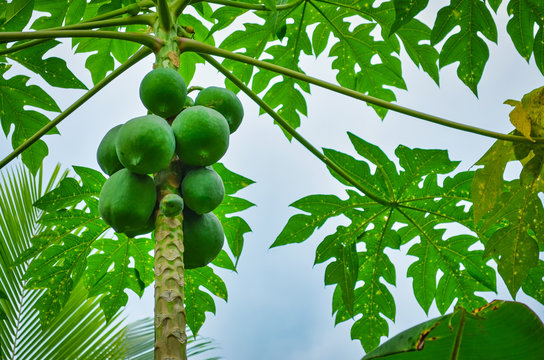 Fresh Pappayas on a pappaya tree. From Kerala, India.