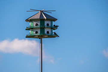 A nestling birds on top of a man-made housing in Rockport, Texas