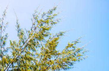 The branches of the windswept tree on background in sky