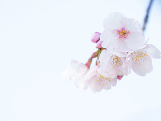 Obraz na płótnie Canvas 桜のある風景　２月　日本