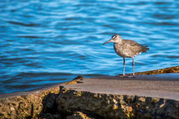 A mottled brown Willet bird in Rockport, Texas