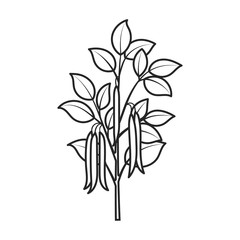 Plant of bean vector icon.Outline vector icon isolated on white background plant of bean .