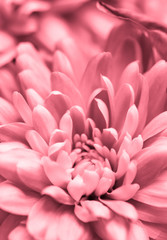 Abstract floral background, pink chrysanthemum flower. Macro flowers backdrop for holiday brand design