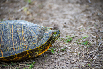 A Red-Eared Slider in the swamp of Estero Llano Grande State Park, Texas