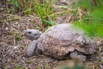 A Texas Tortoise in Estero Llano Grande State Park, Texas