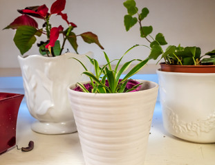 Interior plants on a window sill with selective focus on the front plant and the remaining plants in soft focus