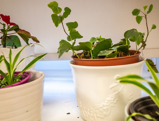  Interior plants on window sill with selective focus on rear plant