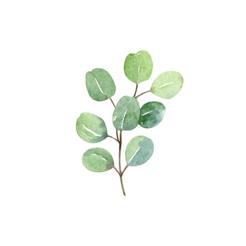 Eucalyptus silver dollar branch and leaves - watercolor hand drawn clipart isolated on white background. Hand painted floral illustration.