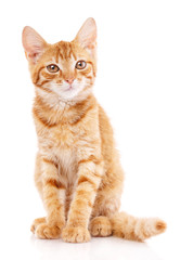 Portrait of redheaded cat. Looking into the camera.