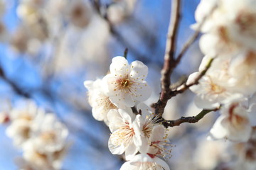 梅の花