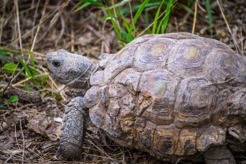A Texas Tortoise in Estero Llano Grande State Park, Texas