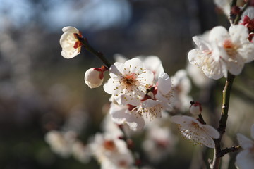 梅の花