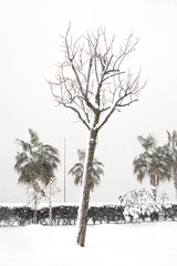 single leafless tree covered with snow
