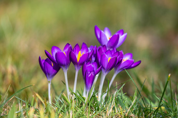 Krokus Gruppe lila in der Sonne