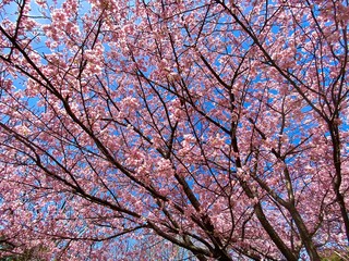 河津桜
