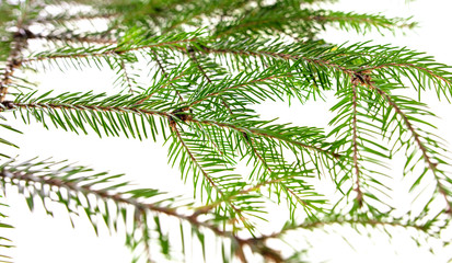 Fototapeta premium Green needles on a Christmas tree branch