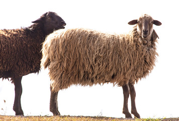 A sheep on a pasture is isolated on a white background