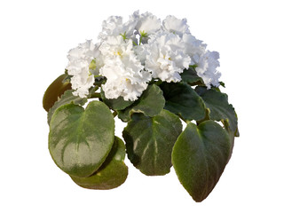 Blooming Violet Uzambara, Hybrid, White Terry, Close-Up, Isolated On White Background