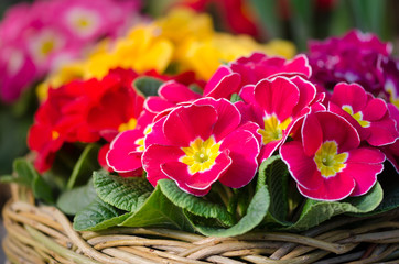 Obraz na płótnie Canvas Pink, yellow, red primrose flowers in a basket.
