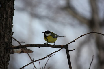 tit bird sits on a branch