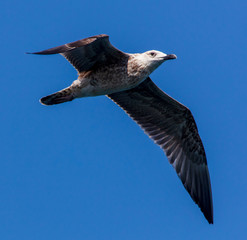 Seagull in flight against the blue sky