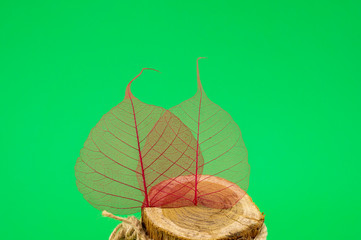 Two colorful red skeleton leaves on a tree trunk