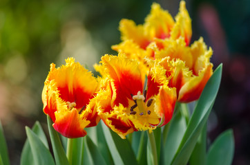 Fototapeta premium Garden tulips in the spring sun in the greenhouse