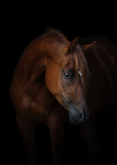 Portrait of a beautiful chestnut arabian horse look back isolated on black background, head closeup