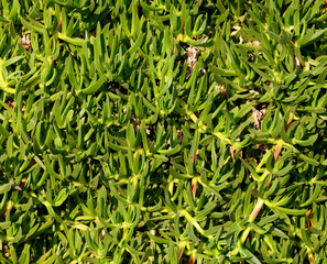 Green grassy plant on nature as a background