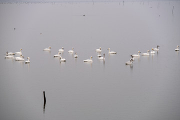 Swan