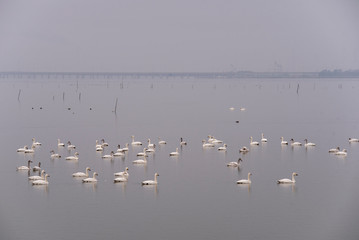 Swan