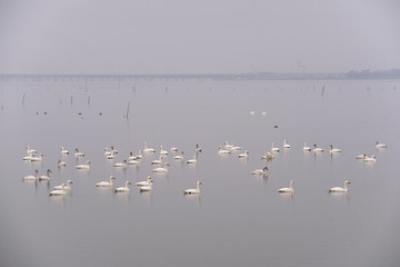 Swan