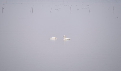 Swan