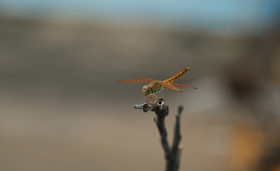 Fototapeta na wymiar red dragonfly