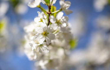 White flowers on a fruit tree on nature