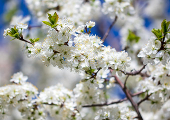White flowers on a fruit tree on nature