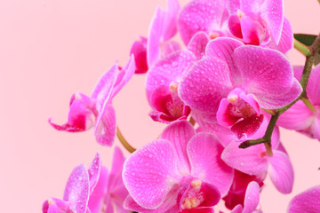 Obraz na płótnie Canvas Pink orchid close up view on pastel pink background. - Image