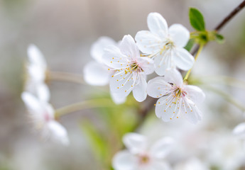 White flowers on a fruit tree on nature