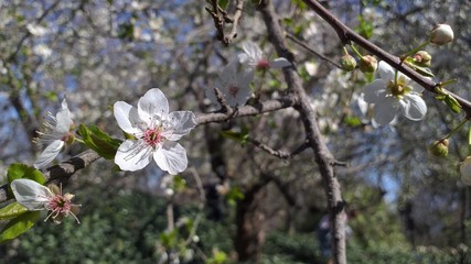 Whiter cherry blossom blooming on the tree . photo 