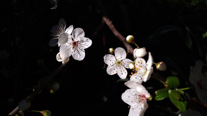 Fototapeta na wymiar White cherry blossom blooming with dark background photo 