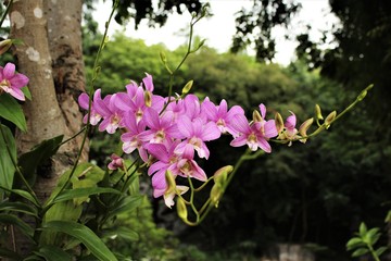 Purple orchid  flower blooming on the tree photo 