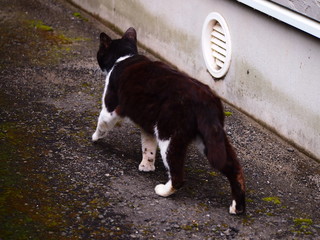 野良猫のパトロール