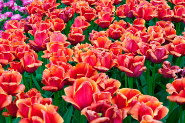 Red orange tulip beds with fresh green leaves