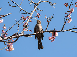 Plum blossom