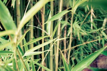 Photograph of Reed plant outdoors. 