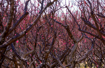 Plum blossom