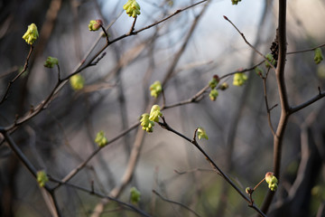 Plum blossom