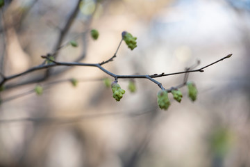 Plum blossom