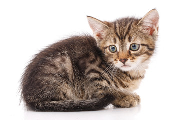 Fototapeta na wymiar Striped gray cat lies on a white background.