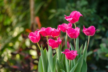 Garden tulips in the spring sun in the greenhouse